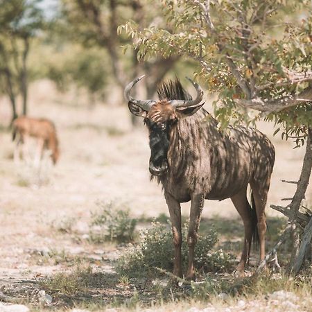 Etosha Safari Campsite Hotel Exterior photo