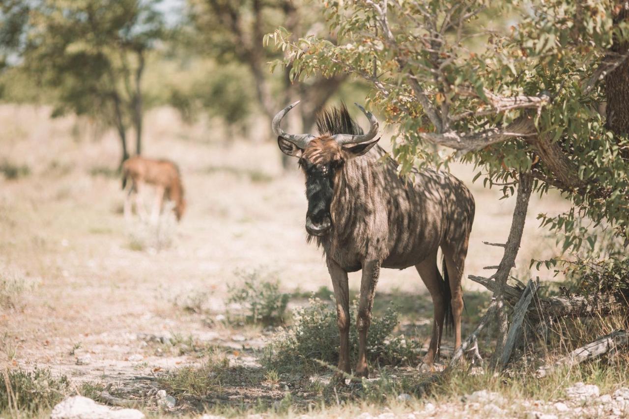 Etosha Safari Campsite Hotel Exterior photo