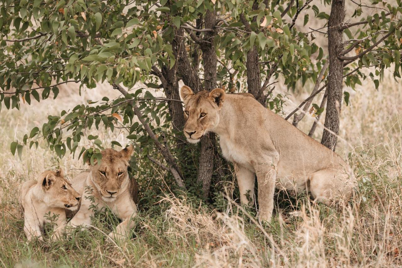 Etosha Safari Campsite Exterior photo